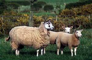 mule ewe and lambs